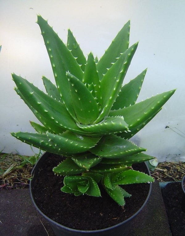 Tiger tooth aloe plant care