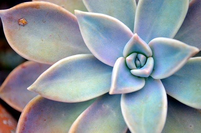 The Best Cold Hardy Succulents