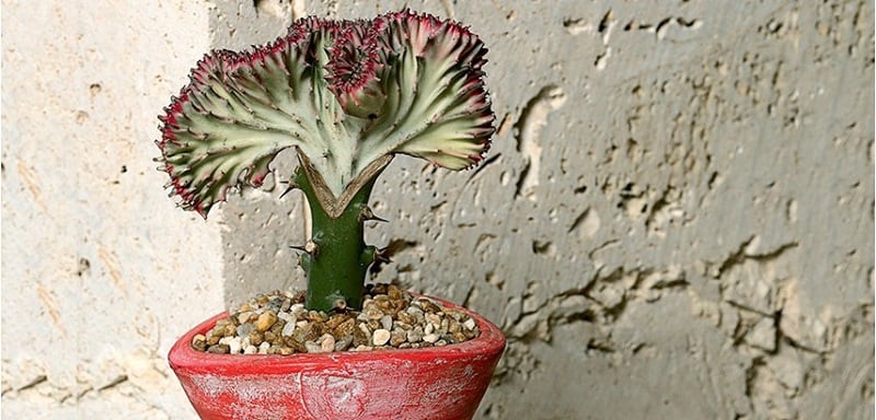 What is a Crested Succulent