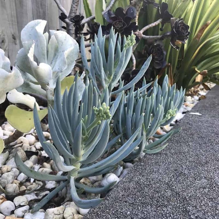 Senecio Serpens (Blue Chalksticks) The Tilth