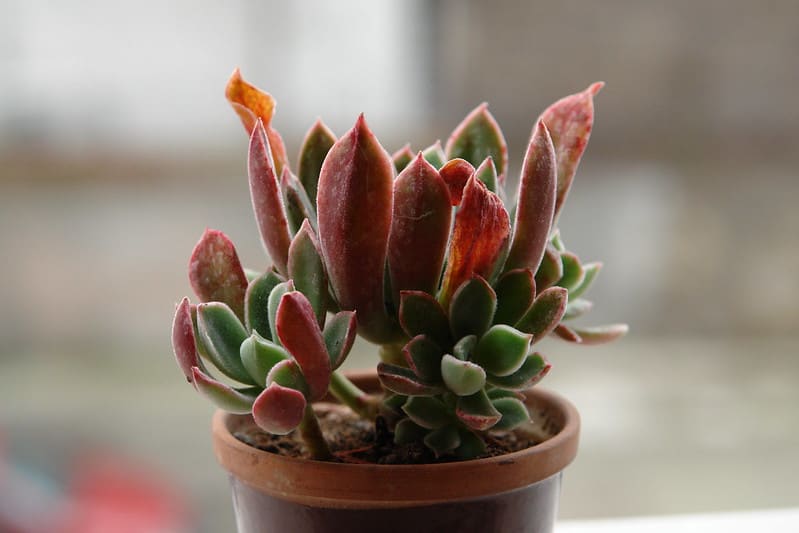 Echeveria harmsii