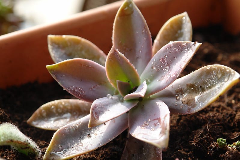 Graptoveria "Fred Ives"