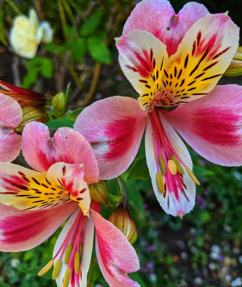 Alstroemeria Flower