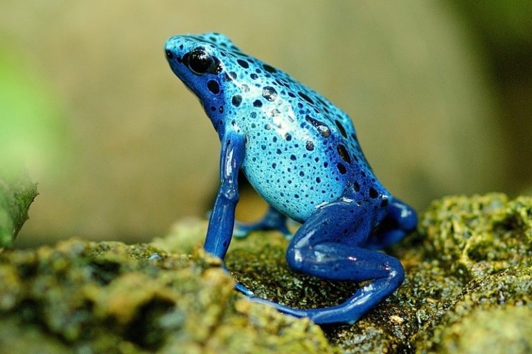 How To Get Rid Of Frogs From Your Garden The Tilth