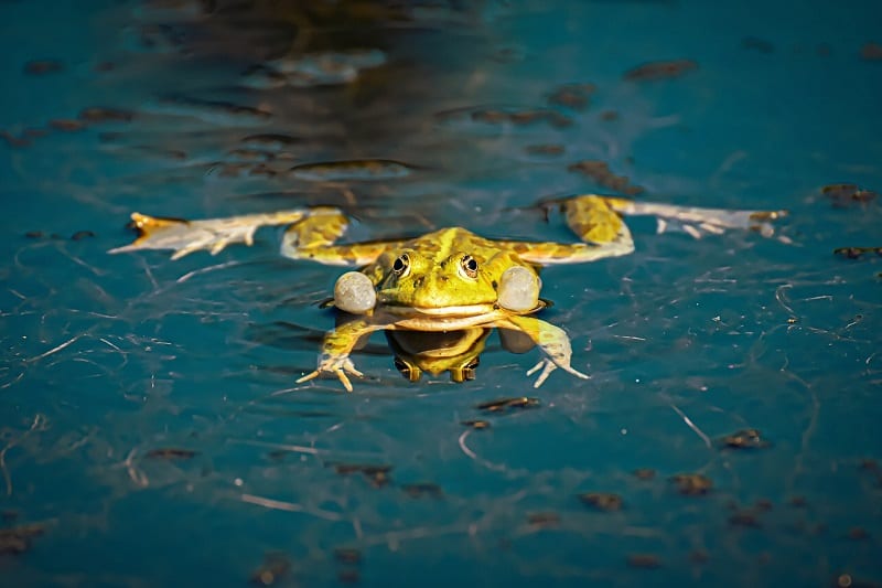 How to Get Rid of Frogs From Your Garden The Tilth