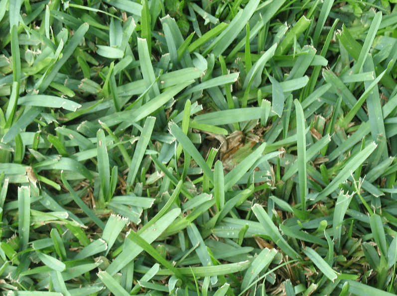 What Is Better Bermuda Or St Augustine Grass The Tilth