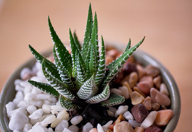 Zebra Plant