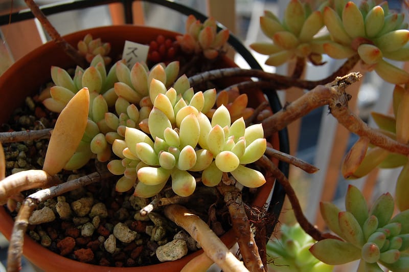 How to Save an Overwatered Succulent
