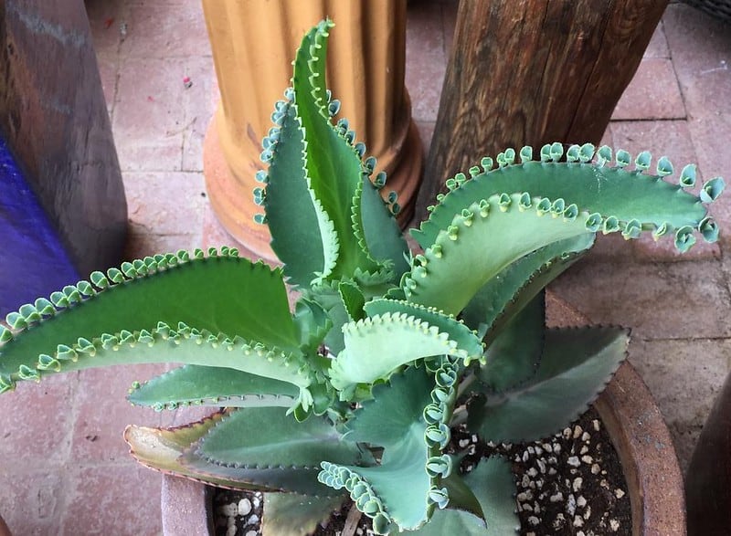 Mother of Thousands vs Mother of Millions - The Tilth