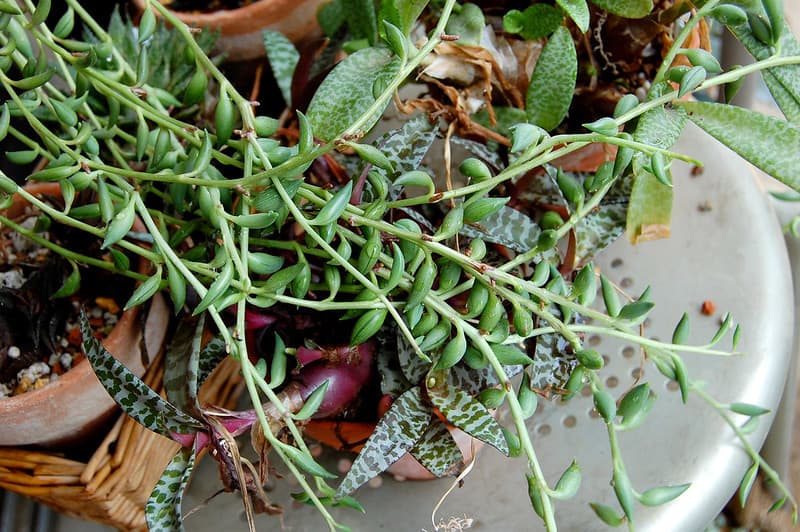 Senecio Radicans (String of Bananas)