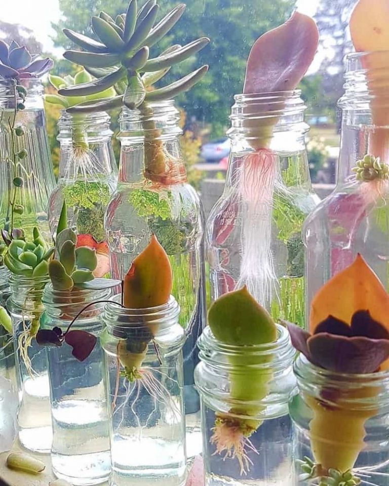 Water Propagation For Succulents A Beginners Guide The Tilth