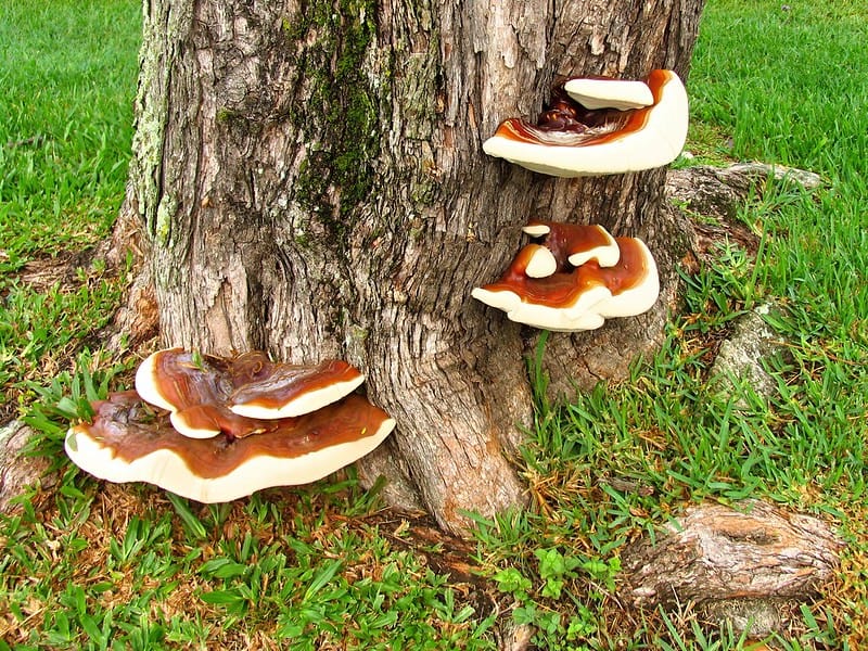 What Is The Fungus That Grows On Trees