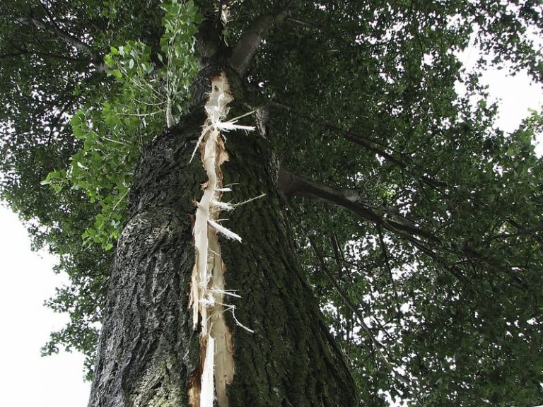 What Does A Tree Struck By Lightning Look Like The Tilth 