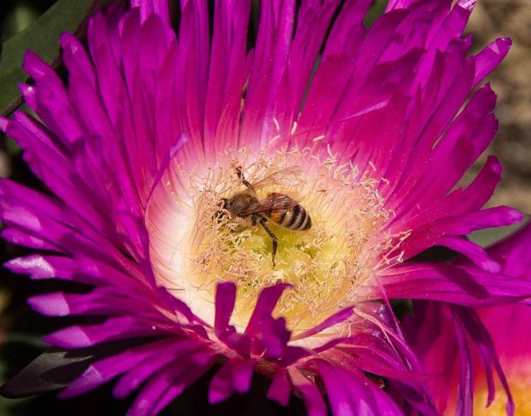 Can Flowers Survive Without Bees? - The Tilth