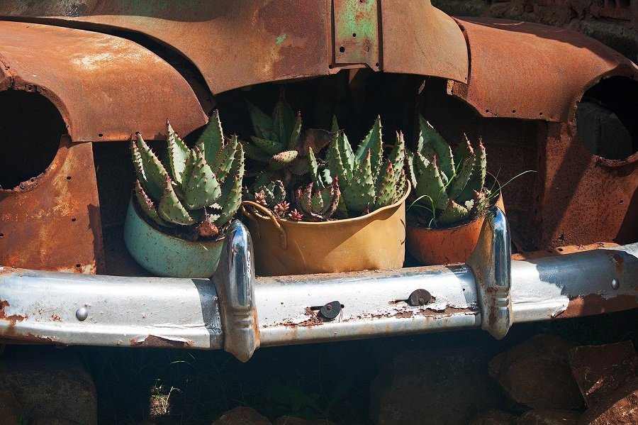 Can a Succulent Live in a Car