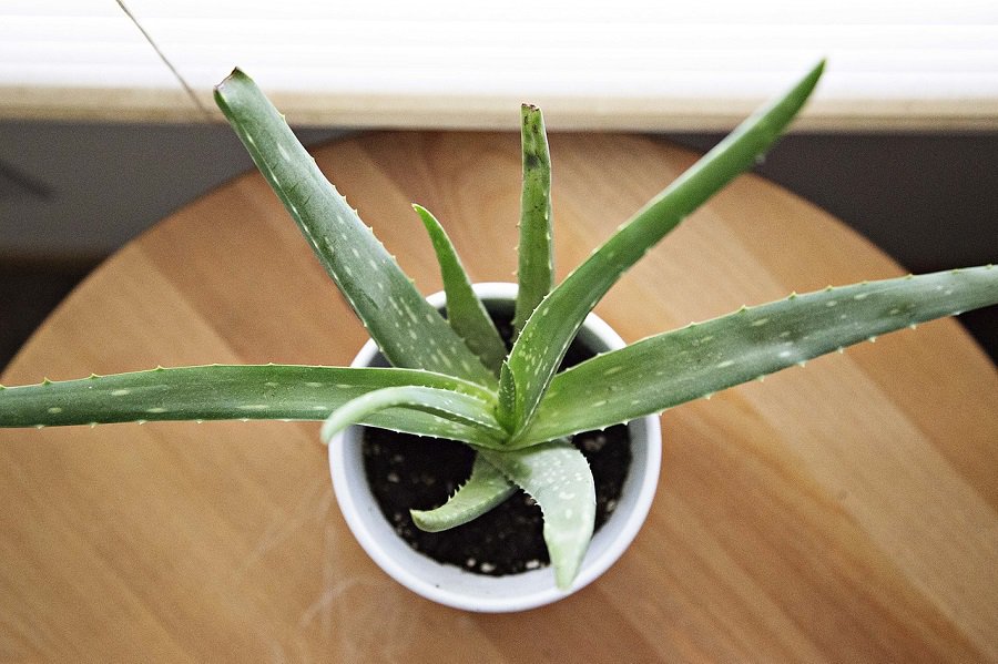 How Often Should You Water an Aloe Plant