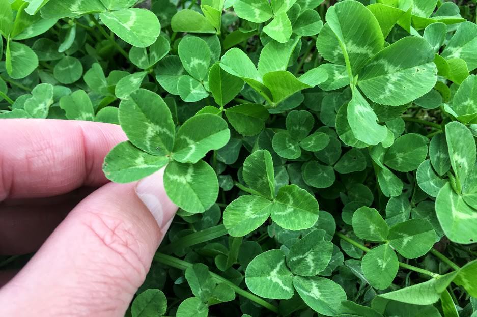 What Are the Chances of Finding a Four-Leaf Clover