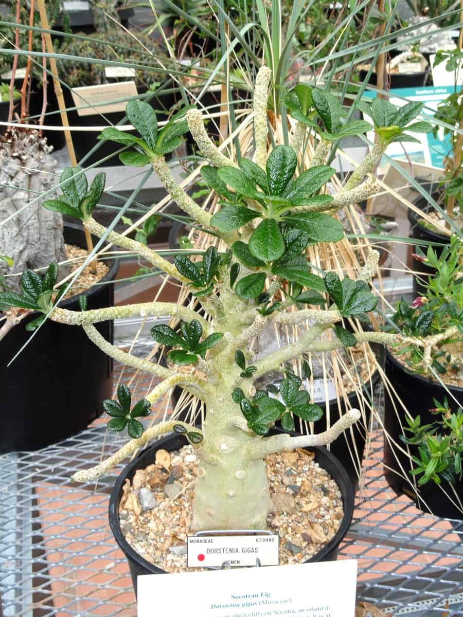 Dorstenia gigas 'Socotran Fig Tree'