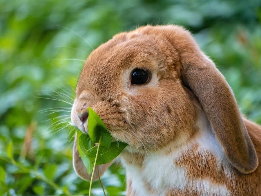 Can Rabbits Eat Mangetout