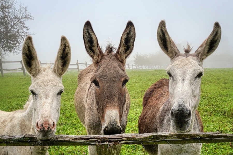 Unique Donkey Names and Other Names for a Donkey