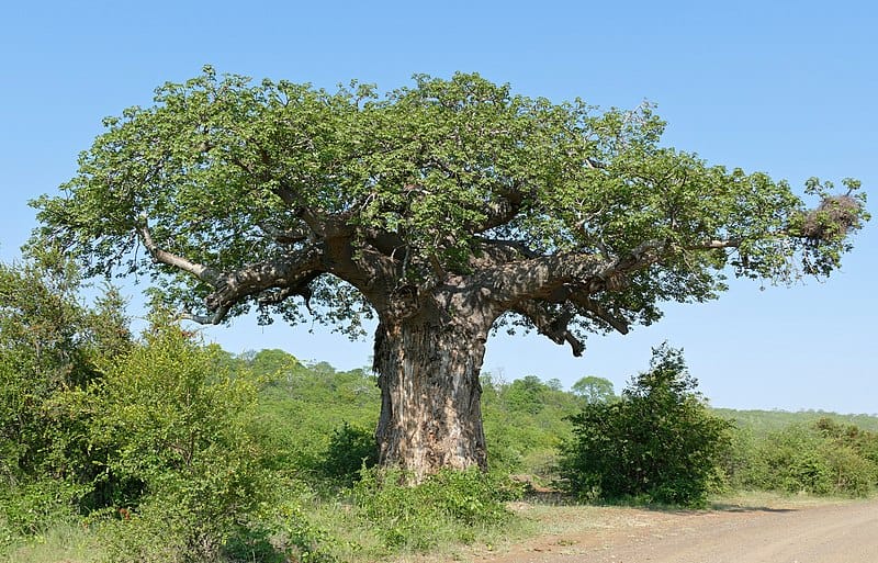 Adansonia baobab