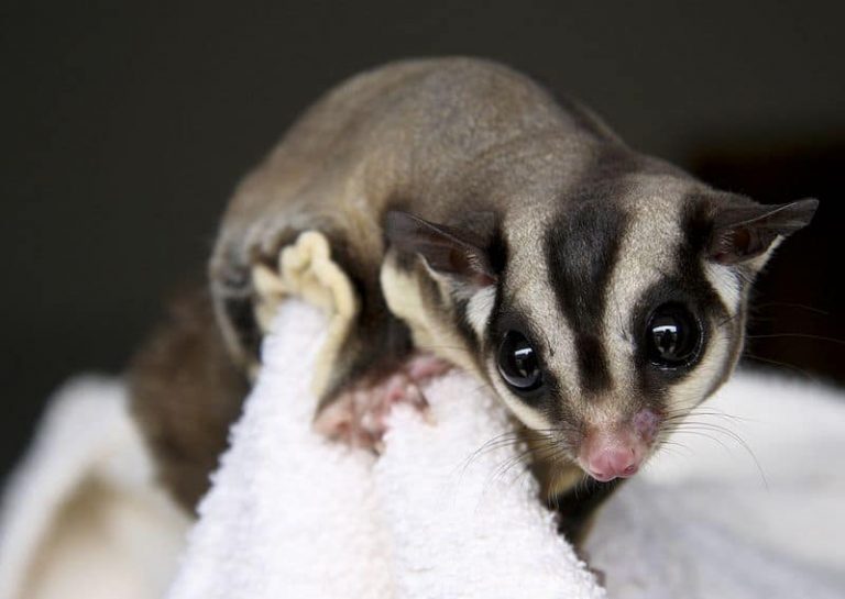 Can Sugar Gliders Eat Strawberries? - The Tilth