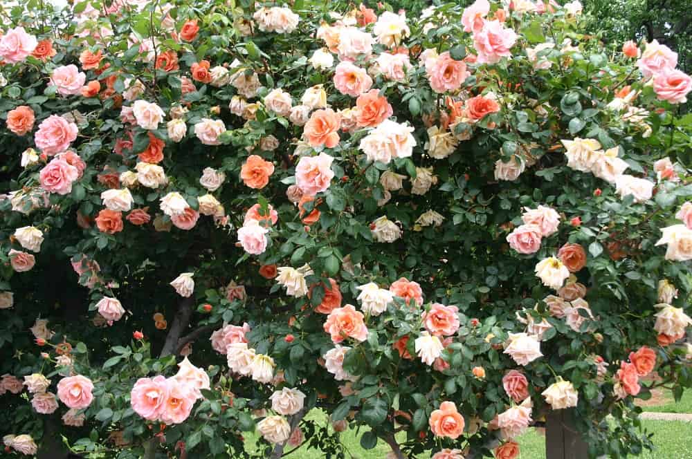 10 Climbing Roses Ideas - The Tilth