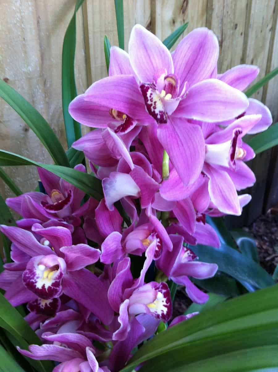 How to Grow Orchids Indoors