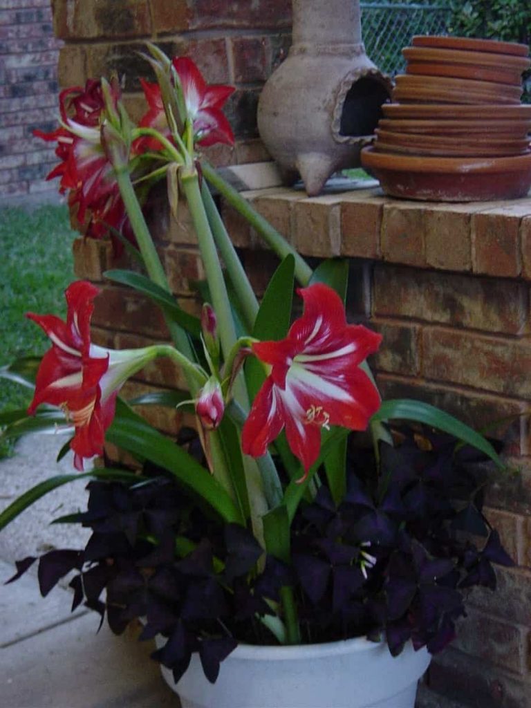 How to Rebloom Amaryllis The Tilth