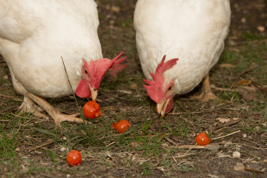 Can Chickens Eat Green Tomatoes