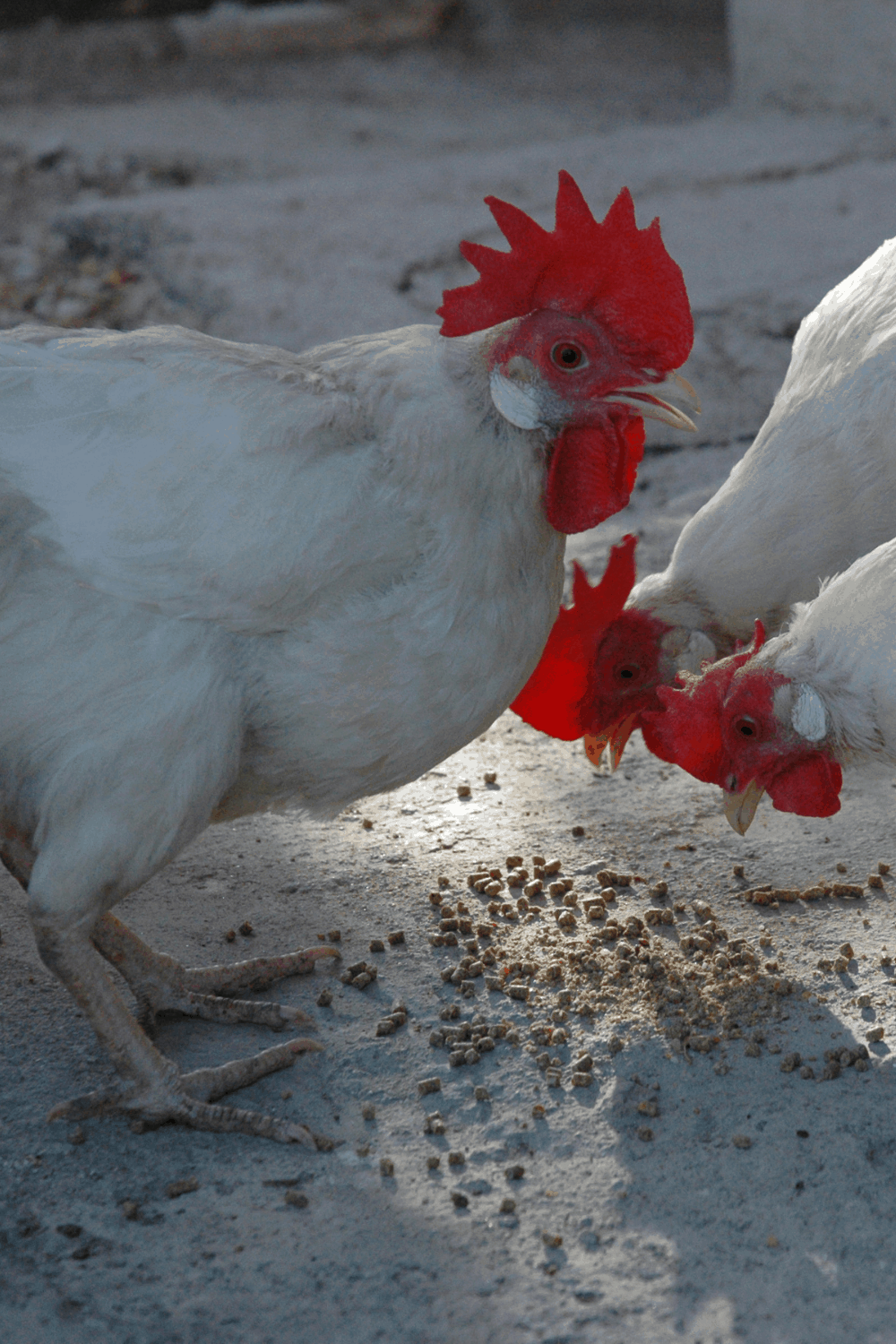 Can Chickens Eat Mayonnaise?