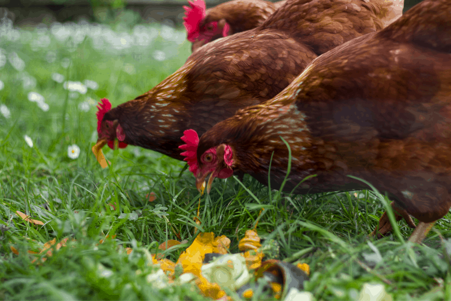 Can Chickens Eat Radish Greens