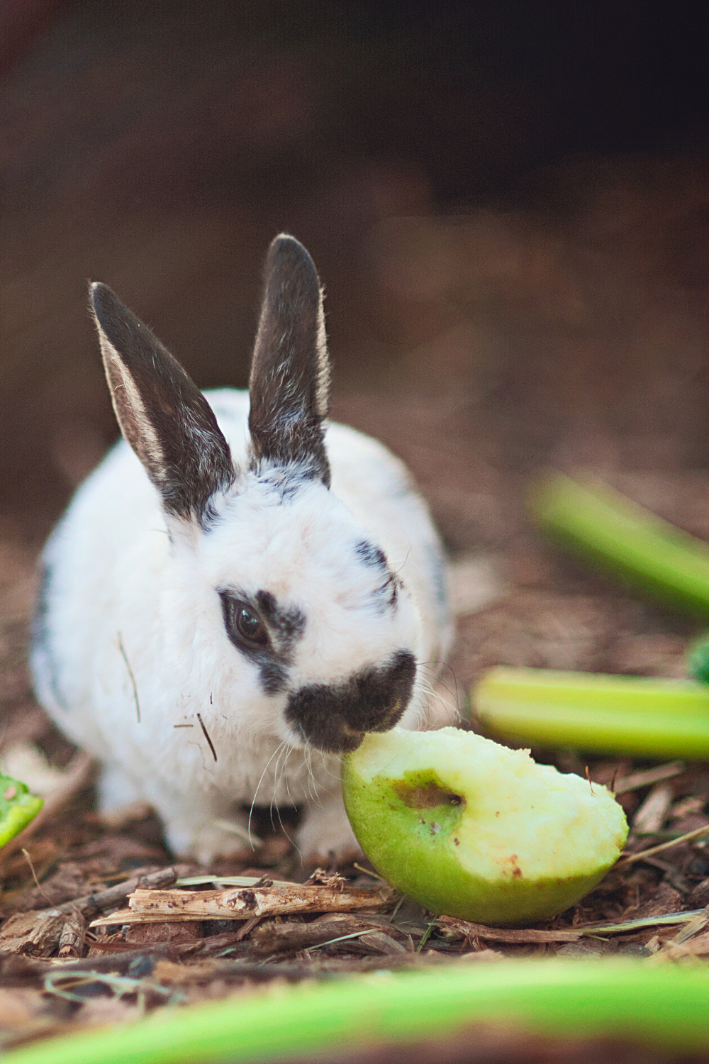 Can Rabbits Eat Aloe Vera