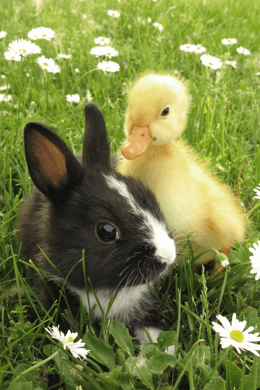 Can Rabbits And Ducks Live Together The Tilth