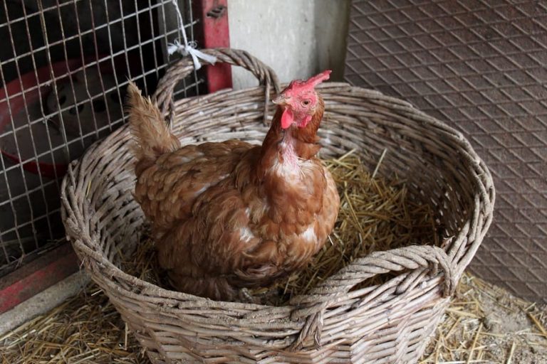 Can Chickens Eat Bird Seed? or (Wild Bird Seed) The Tilth