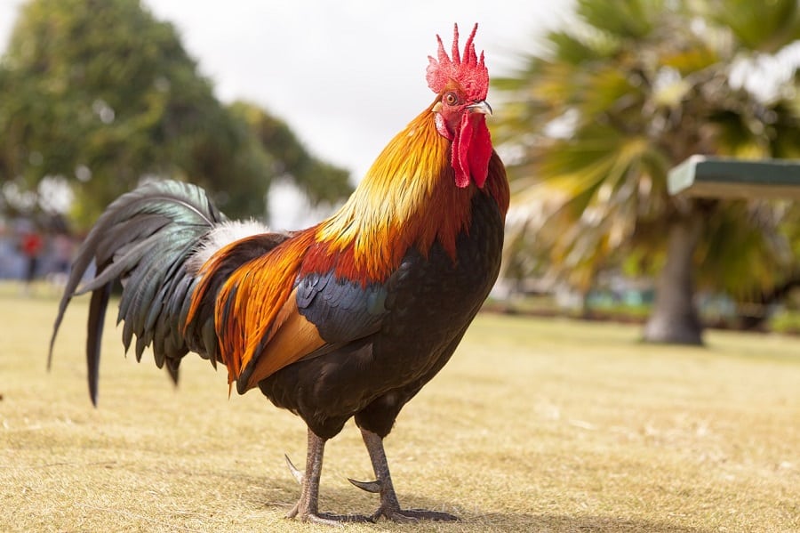 100 Rooster Names in Spanish