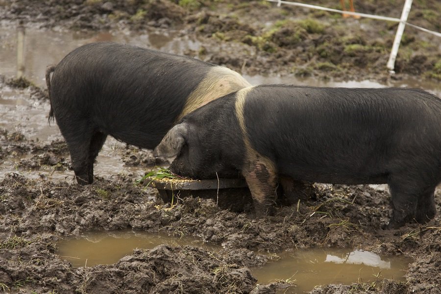Can Pigs Eat Fish? All You Need to Know - The Tilth