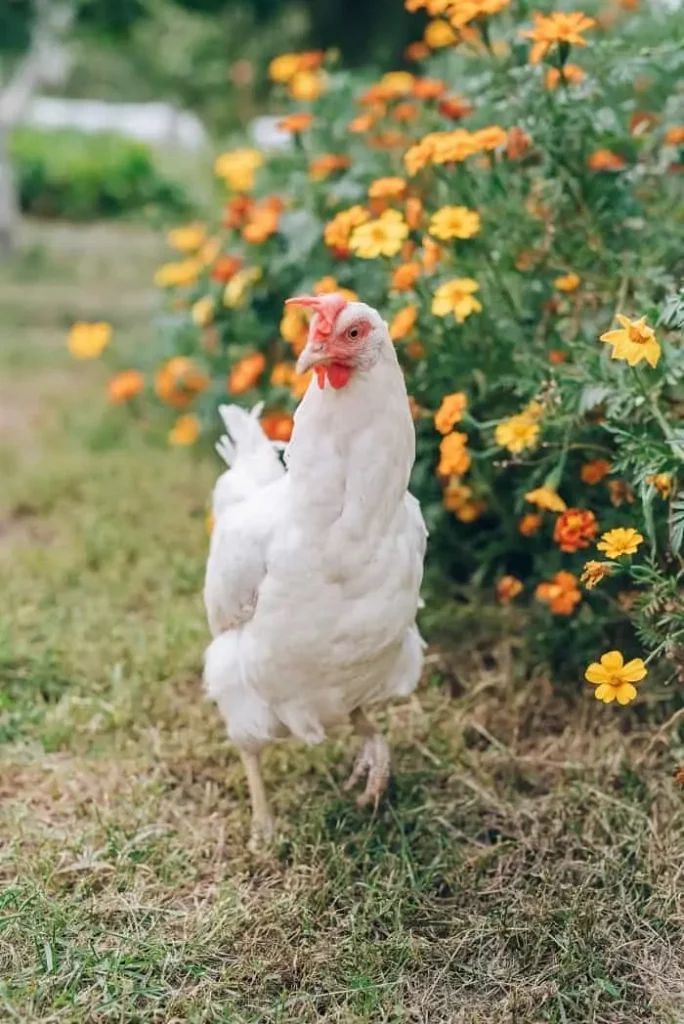 Can Chickens Eat Wheat?