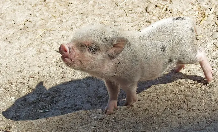 Can Pigs Eat Blueberries