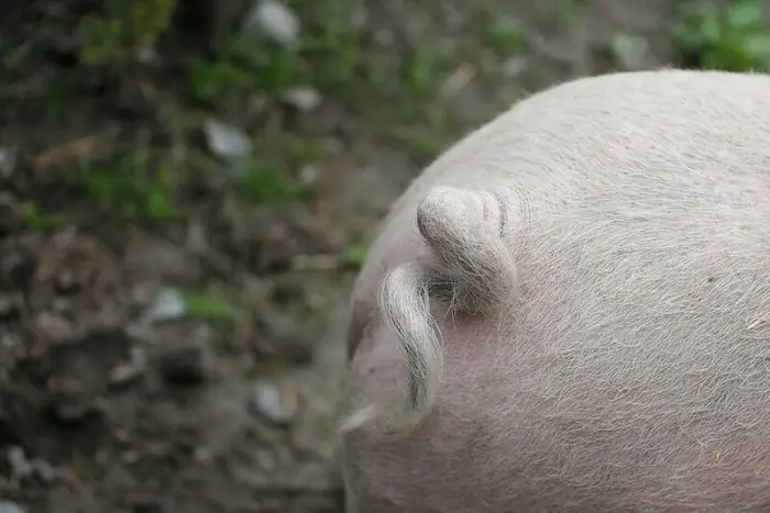 Why Do Pigs Curl Their Tails