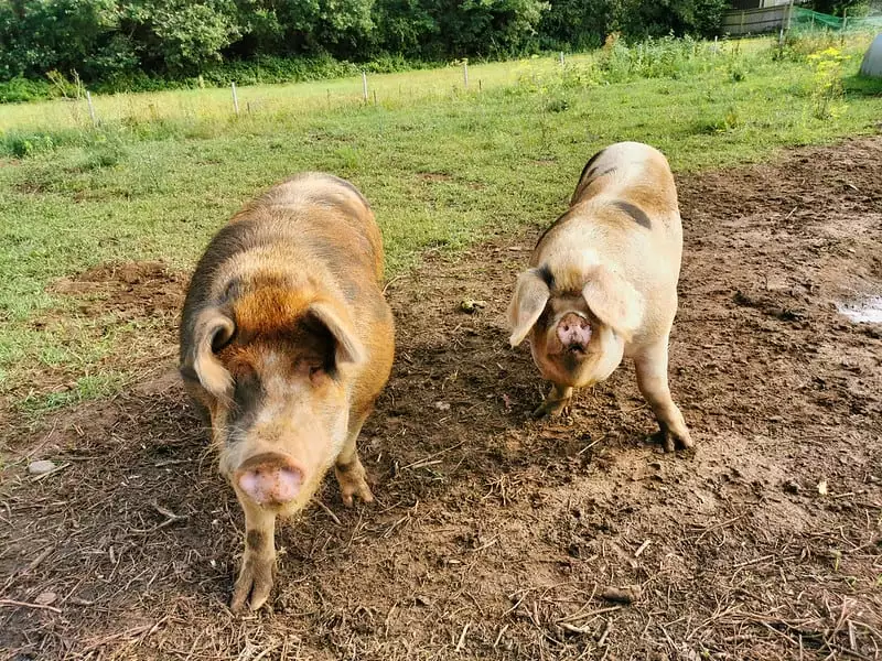 Do Pigs and Dogs Get Along