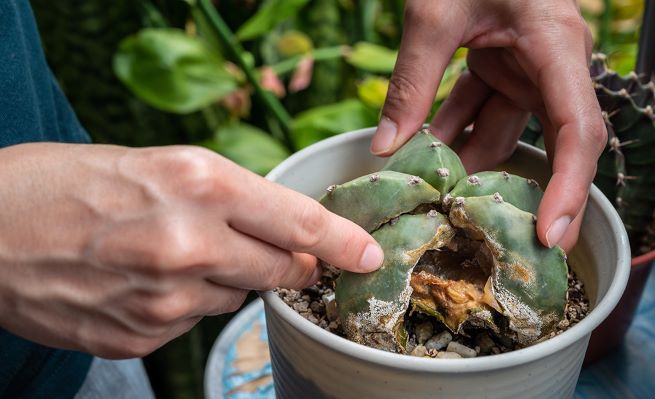 How to Save a Sick Succulent Due to Lack of Irrigation.