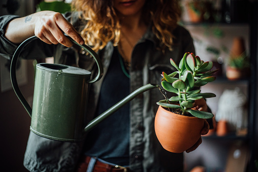 How to Save a Sick Succulent from Excessive Watering?