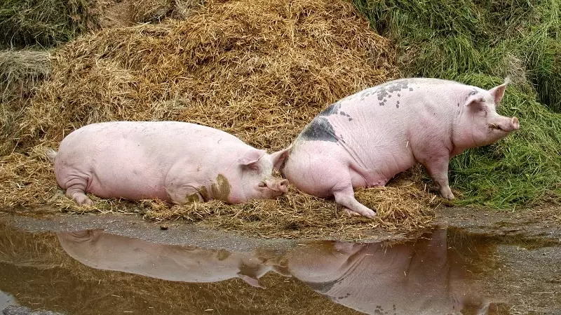 Do Pigs Eat Their Own Poop