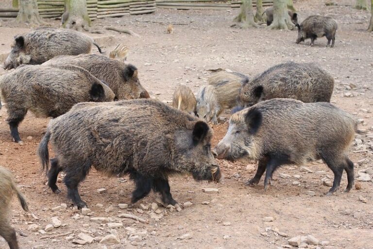 Can Pigs Eat Citrus? The Tilth