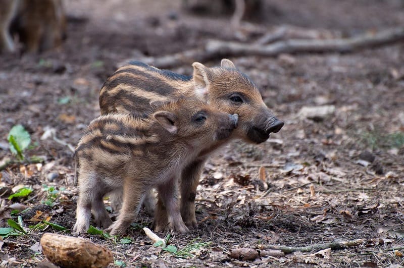 Can Pigs Eat Cookies