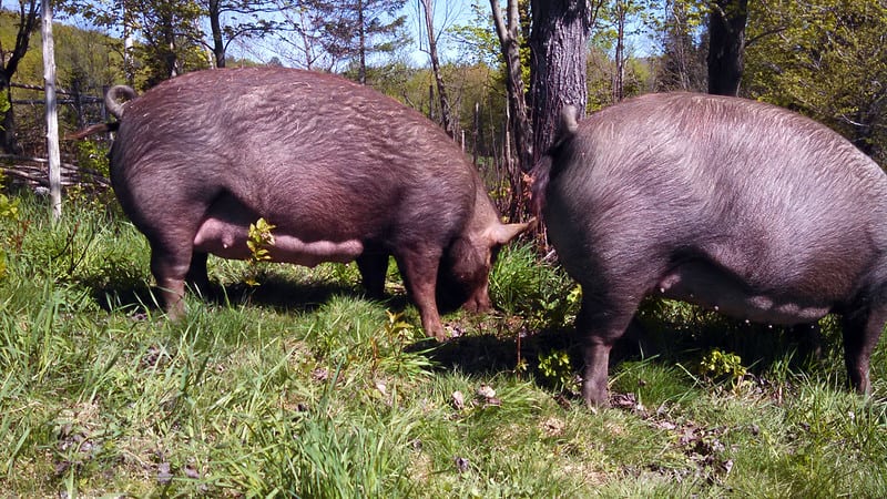 Can Pigs Eat Hay