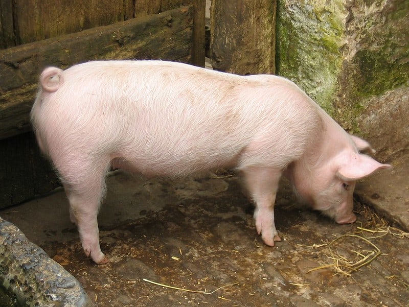 Can Pigs Eat Zucchini ( Leaves or Flowers)