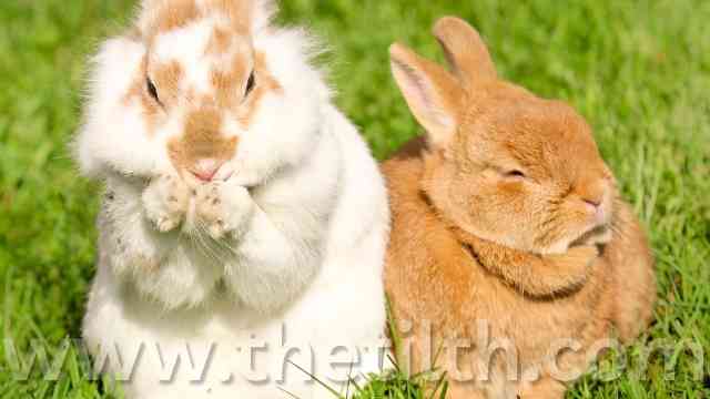 How Much Does It Cost to Declaw a Rabbit?