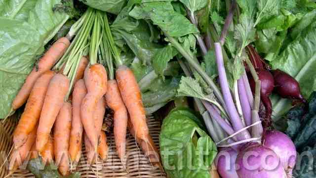11 Best Fertilizers for Carrots and Beets